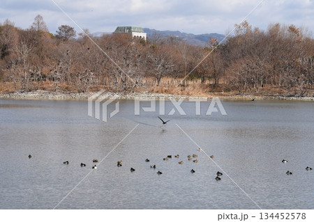 空を覆う野鳥と大阪伊丹空港を離陸した飛行機との共演　都会のオアシス伊丹昆陽池公園 134452578