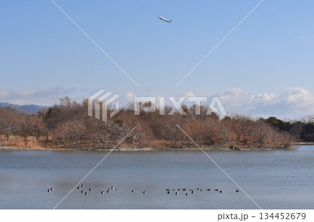 野鳥の楽園　伊丹市　昆陽池公園 134452679