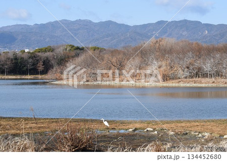野鳥の楽園 伊丹市 昆陽池公園 野鳥の楽園 伊丹市 昆陽池公園 134452680