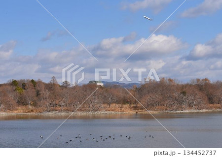 野鳥の楽園　伊丹市　昆陽池公園 134452737