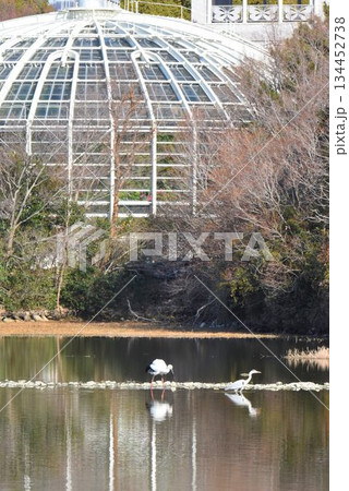 お帰り コウノトリ 伊丹市 昆陽池公園 再飛来 お帰り コウノトリ 伊丹市 昆陽池公園 再飛来 134452738