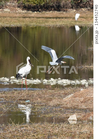 お帰り　コウノトリ　伊丹市　昆陽池公園　再飛来 134452740
