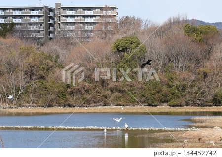 野鳥の楽園 伊丹市 昆陽池公園 野鳥の楽園 伊丹市 昆陽池公園 134452742