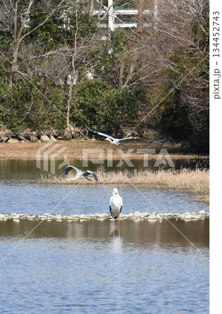 お帰り　コウノトリ　伊丹市　昆陽池公園　再飛来 134452743