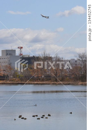 空を舞う野鳥と大阪伊丹空港を離陸した飛行機との共演　都会のオアシス伊丹昆陽池公園 134452745