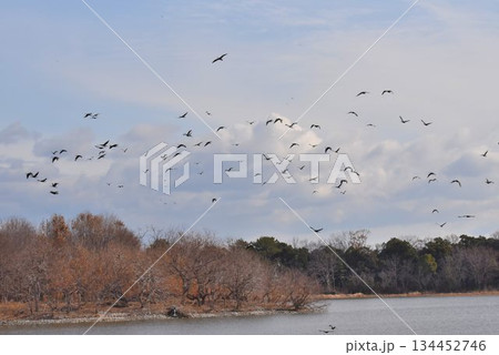野鳥の楽園　伊丹市　昆陽池公園 134452746