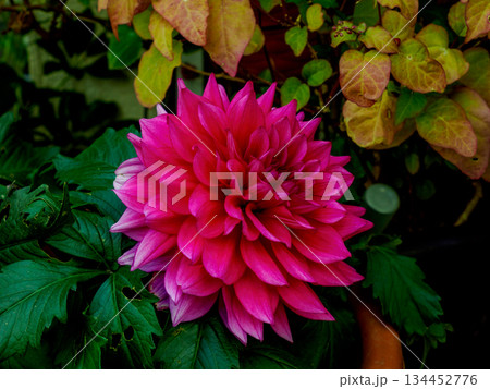 街角に咲く情熱のダリア 静かな日常を照らす一輪 Dahlia in the Street 134452776