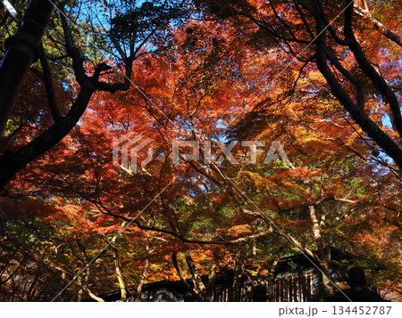 談山神社の紅葉 134452787