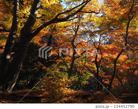 談山神社の紅葉 134452790