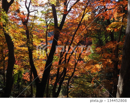 談山神社の紅葉 134452808
