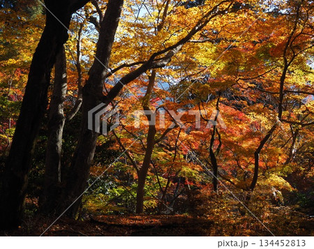 談山神社の紅葉 134452813