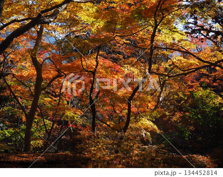 談山神社の紅葉 談山神社の紅葉 134452814