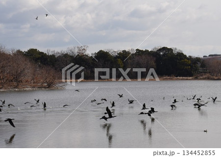 野鳥の楽園　伊丹市　昆陽池公園 134452855