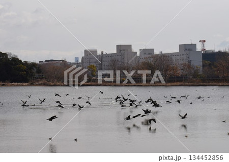 野鳥の楽園　伊丹市　昆陽池公園 134452856