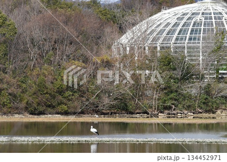野鳥の楽園 伊丹市 昆陽池公園 昆虫館 野鳥の楽園 伊丹市 昆陽池公園 昆虫館 134452971