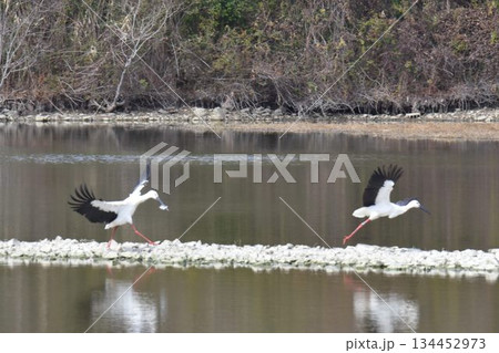 お帰り コウノトリ 伊丹市 昆陽池公園 再飛来 お帰り コウノトリ 伊丹市 昆陽池公園 再飛来 134452973