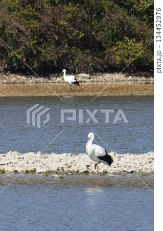 お帰り　コウノトリ　伊丹市　昆陽池公園　再飛来 134452976