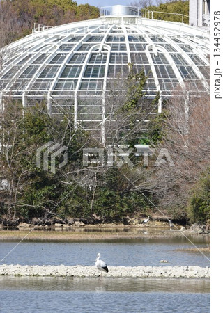 お帰り　コウノトリ　伊丹市　昆陽池公園　再飛来 134452978