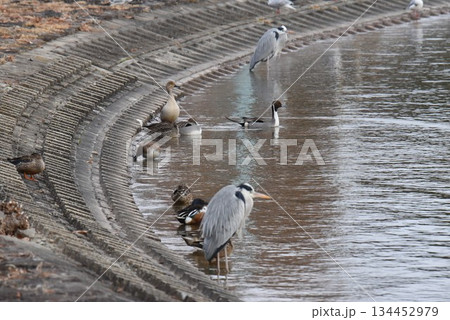 野鳥の楽園 伊丹市 昆陽池公園 アオサギ 野鳥の楽園 伊丹市 昆陽池公園 アオサギ 134452979