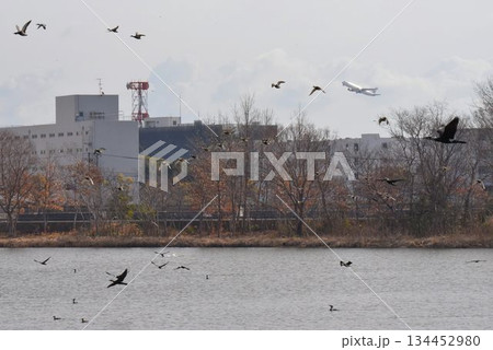 野鳥の楽園 伊丹市 昆陽池公園 野鳥の楽園 伊丹市 昆陽池公園 134452980