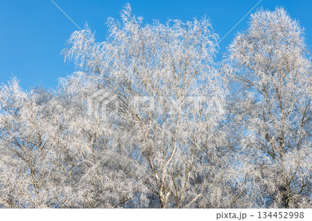 Frozen birch trees against a clear blue sky create a picturesque winter scene, the branches adorned with delicate ice crystals. A serene and beautiful natural spectacle. Frozen birch trees against a clear blue sky create a picturesque winter scene, the branches adorned with delicate ice crystals. A serene and beautiful natural spectacle. 134452998