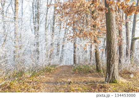 Winter's touch on a serene forest path. Bare trees glisten with frost, creating a tranquil, natural scene. Crisp air and frosted leaves make a peaceful walk. Winter's touch on a serene forest path. Bare trees glisten with frost, creating a tranquil, natural scene. Crisp air and frosted leaves make a peaceful walk. 134453000