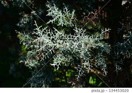 コニファー・ブルーアイス（ヒノキ科）イトスギ属 134453020