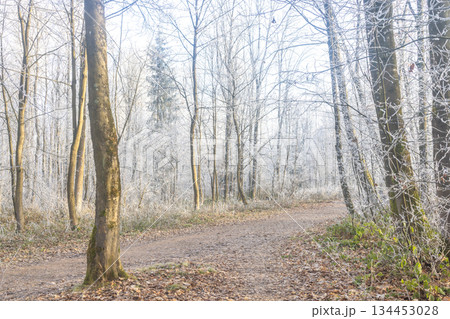 Winter's Embrace: A serene path winds through a forest adorned with frost-kissed trees. Sunlight filters through the branches, creating a magical, wintry atmosphere. 134453028