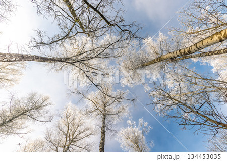 A frosty forest canopy reaches for the winter sky. Crisp, white branches create a stark contrast against the pale blue, offering a serene, natural, and wintery scene. A frosty forest canopy reaches for the winter sky. Crisp, white branches create a stark contrast against the pale blue, offering a serene, natural, and wintery scene. 134453035