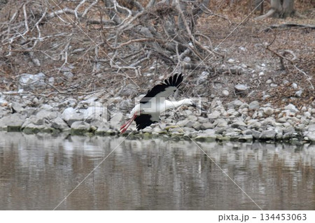 お帰り コウノトリ 伊丹市 昆陽池公園 再飛来 お帰り コウノトリ 伊丹市 昆陽池公園 再飛来 134453063