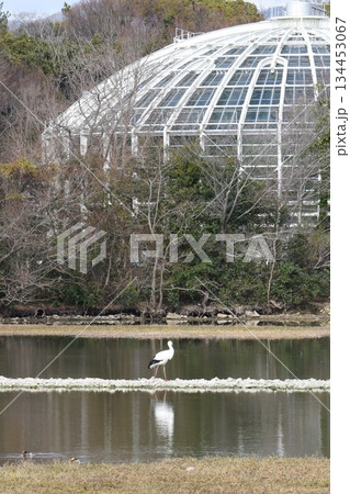 野鳥の楽園　伊丹市　昆陽池公園　昆虫館　 134453067