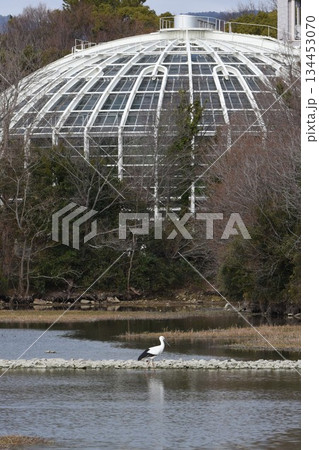 野鳥の楽園　伊丹市　昆陽池公園　昆虫館　 134453070