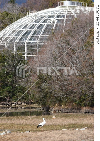 野鳥の楽園　伊丹市　昆陽池公園　昆虫館　 134453071