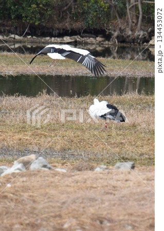 野鳥の楽園 伊丹市 昆陽池公園 昆虫館 野鳥の楽園 伊丹市 昆陽池公園 昆虫館 134453072