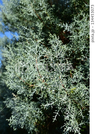 コニファー・ブルーアイス(ヒノキ科)イトスギ属 コニファー・ブルーアイス(ヒノキ科)イトスギ属 134453073