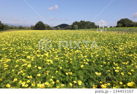 花夢の里のキバナコスモス 134453107