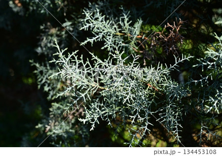 コニファー・ブルーアイス（ヒノキ科）イトスギ属 134453108