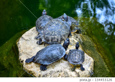 Close-up of Red-eared slider sunbathing on the rocks in the pool. Tortoise in the public park with water. Wild animals and nature scene. Close-up of Red-eared slider sunbathing on the rocks in the pool. Tortoise in the public park with water. Wild animals and nature scene. 134453126