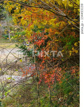 枯れてゆく色に立ち止まる 車窓が拾った季節の余韻 Fading Autumn from the Tr 枯れてゆく色に立ち止まる 車窓が拾った季節の余韻 Fading Autumn from the Tr 134453139