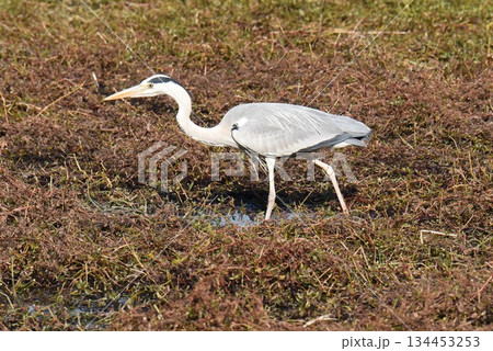野鳥の楽園 伊丹市 昆陽池公園 サギ 野鳥の楽園 伊丹市 昆陽池公園 サギ 134453253