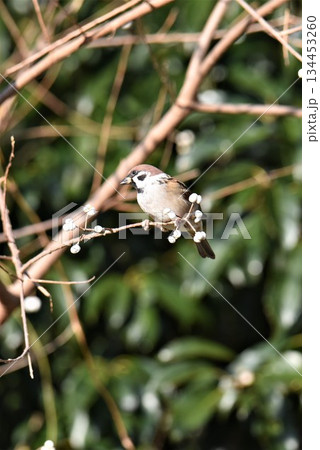 野鳥の楽園 伊丹市 昆陽池公園 スズメ 野鳥の楽園 伊丹市 昆陽池公園 スズメ 134453260