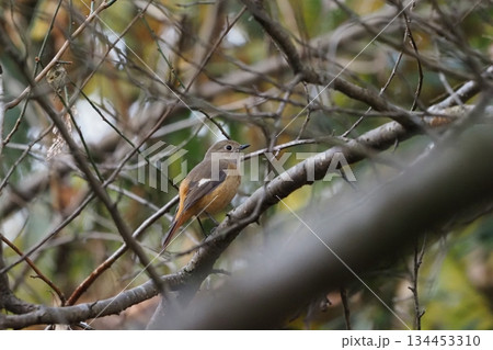 枝にとまるジョウビタキの雌 134453310