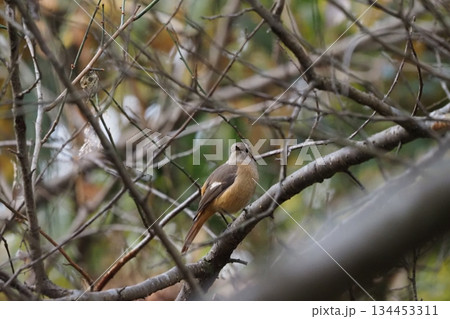 枝にとまるジョウビタキ 134453311