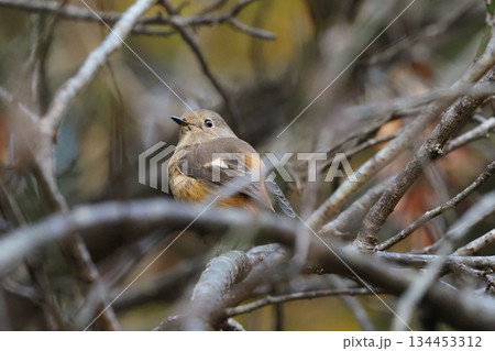 枝にとまるジョウビタキ 134453312