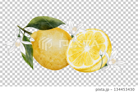 Lemon watercolor illustration. Hand drawn tropical sour fruit. Clip art of juicy yellow lime. Citrus on isolated white background. Ideal for logo and packaging of natural cosmetics, household Lemon watercolor illustration. Hand drawn tropical sour fruit. Clip art of juicy yellow lime. Citrus on isolated white background. Ideal for logo and packaging of natural cosmetics, household 134453430