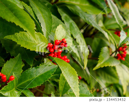 難を転ずる南天 正月を迎える赤い実 Nandina Berries for Good Fortune 134453432