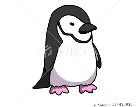 アゴヒモペンギンのイラスト 134453956