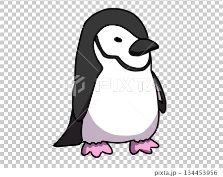 アゴヒモペンギンのイラスト 134453956