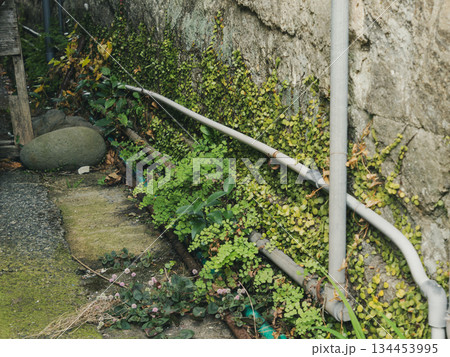 路地にたたずむ緑たち 静かな日常に根づく命 Green Life in a Quiet Alley 路地にたたずむ緑たち 静かな日常に根づく命 Green Life in a Quiet Alley 134453995