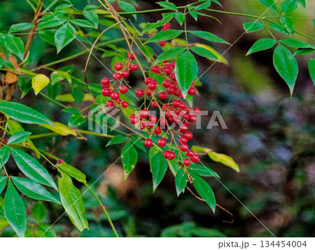 冬に赤く丸い実をつけたメギ科ナンテン 134454004